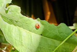 Foto Mariquita de Dos Puntos