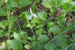 Ícono de la especie