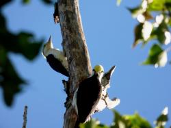 Foto Carpintero Blanco
