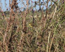 Foto Doradito Oliváceo