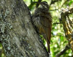 Foto Chinchero Grande