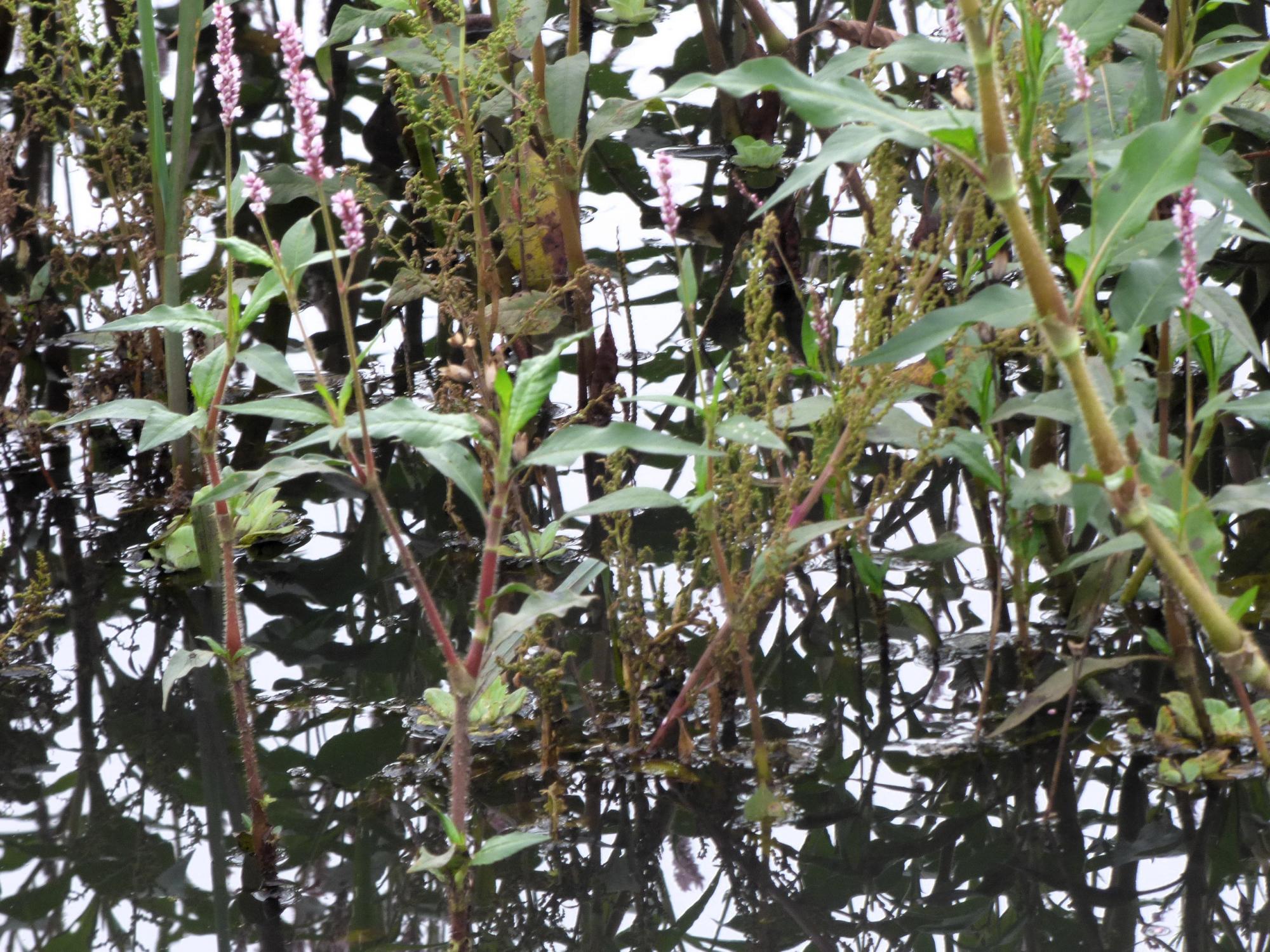 Foto Duraznillo Común