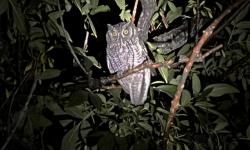 Foto Alilicucú Común