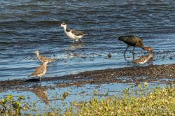 Foto Playerito Pectoral