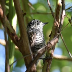 Foto Carpinterito Común