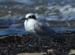 Foto Gaviotín Lagunero