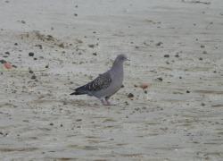 Foto Paloma Manchada