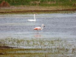 Foto Flamenco Austral