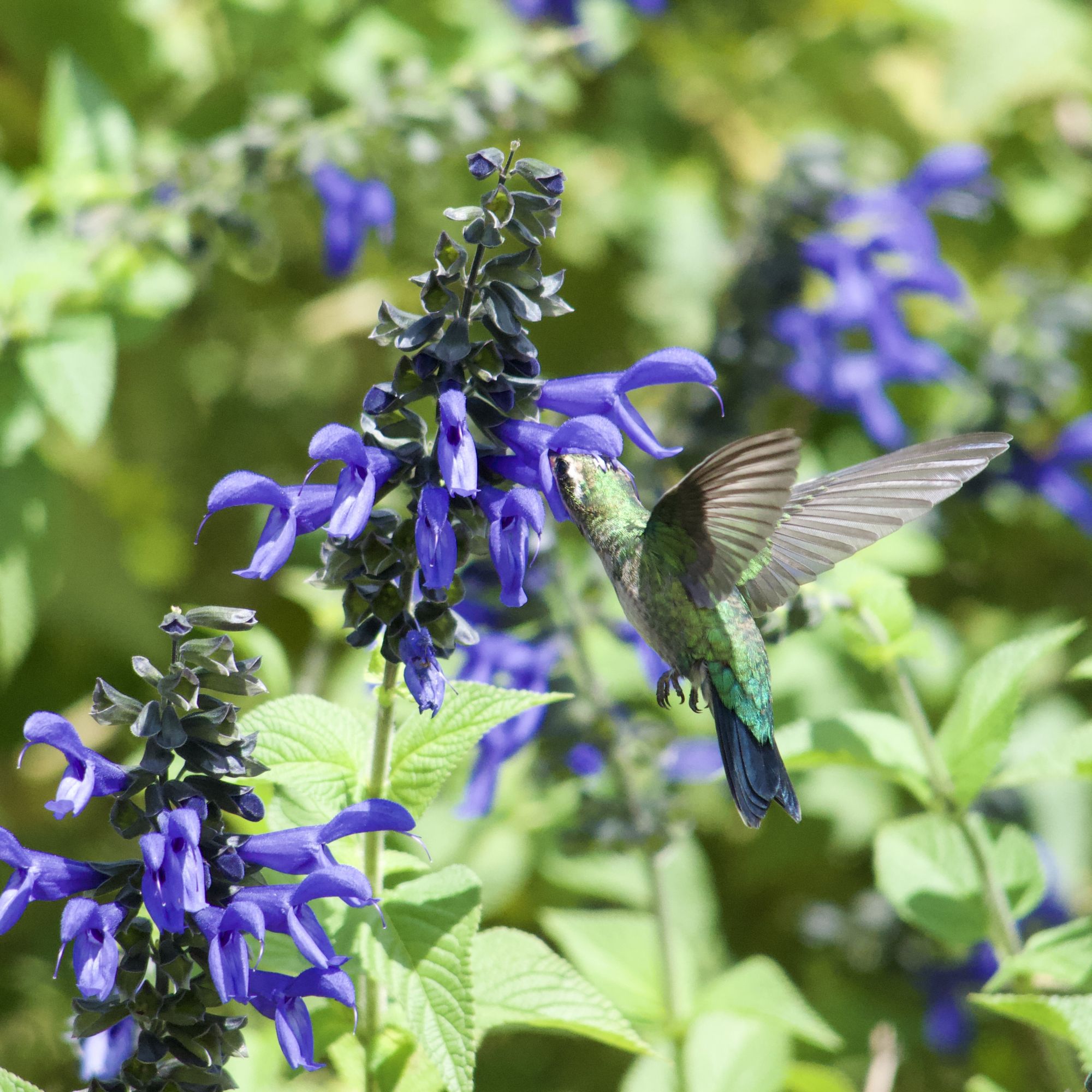 Foto Picaflor Común