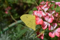 Foto Azufrada Coluda