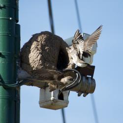 Foto Golondrina Parda