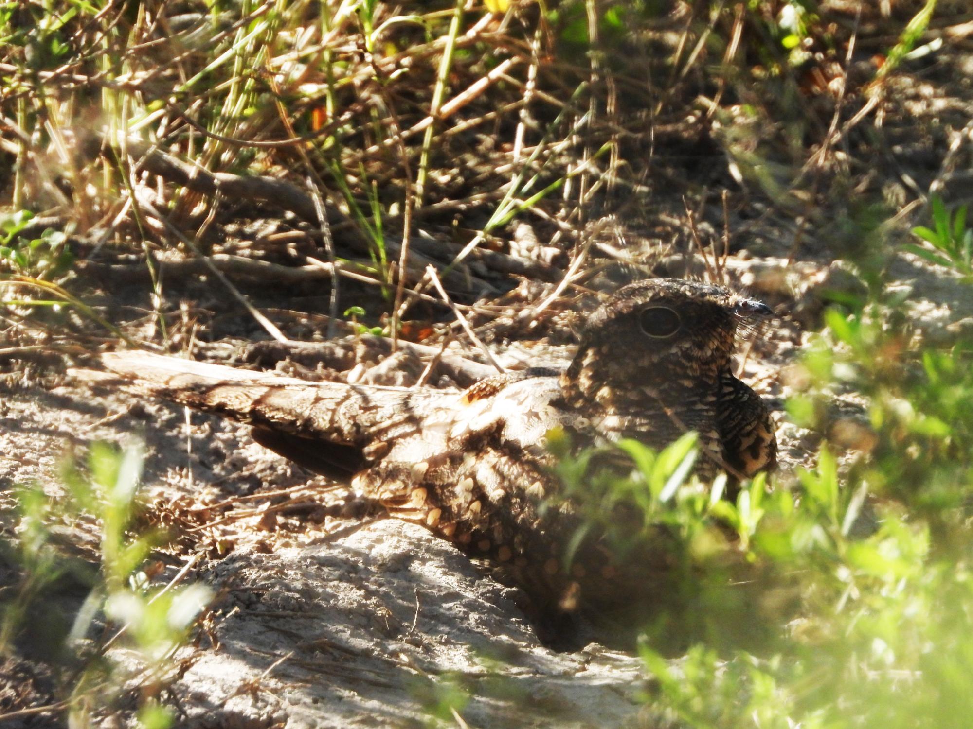 Foto Atajacaminos Tijera