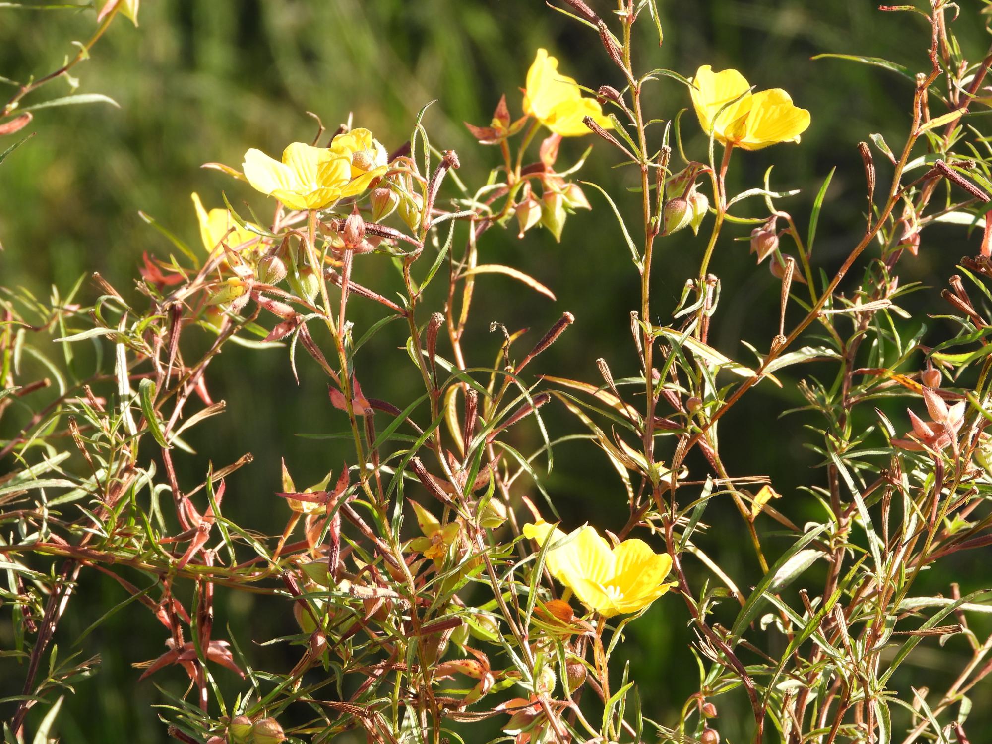 Foto Duraznillo De Agua