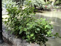 Foto Parra Del Monte